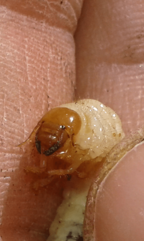 Larve di Melolonthidae?